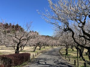 【水戸市イベント】第129回水戸の梅まつりが開催されております🌸